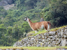 Lama - Pérou